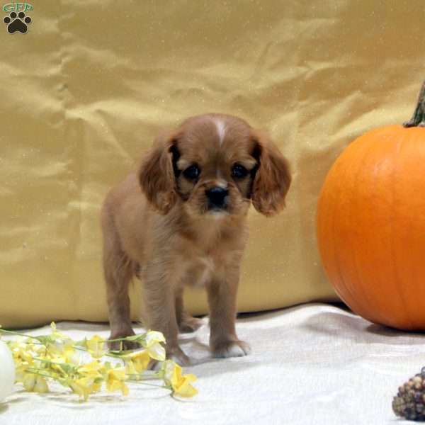 Tessa, Cavalier King Charles Spaniel Puppy