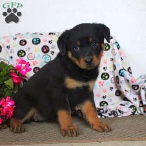 Tessa, Rottweiler Puppy