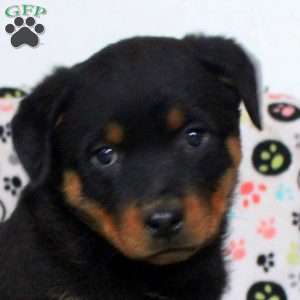 Tessa, Rottweiler Puppy