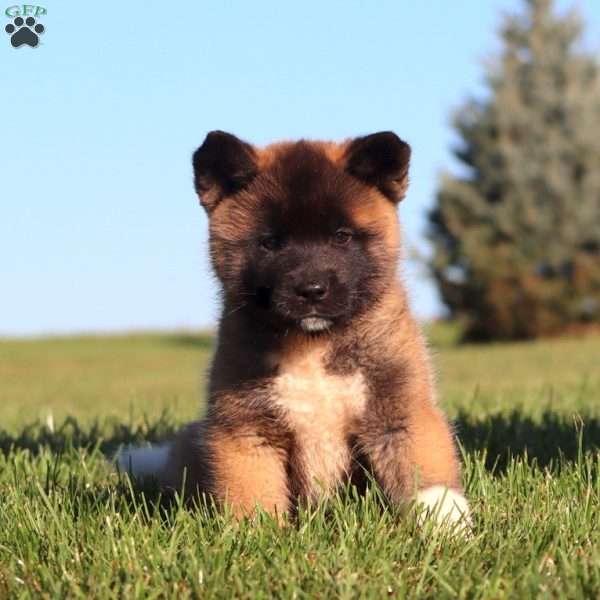 Tessa, Akita Puppy