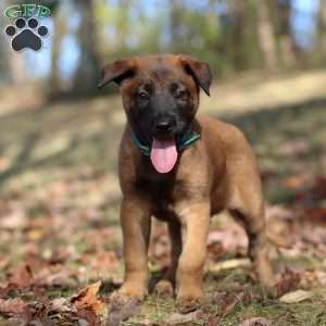 Tex, Belgian Malinois Puppy