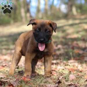Tex, Belgian Malinois Puppy