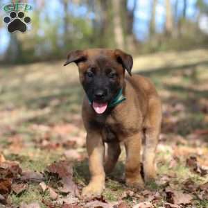 Tex, Belgian Malinois Puppy