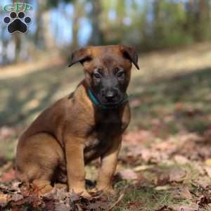 Tex, Belgian Malinois Puppy