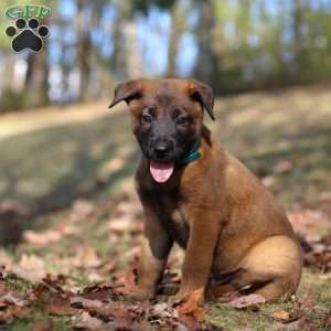 Tex, Belgian Malinois Puppy