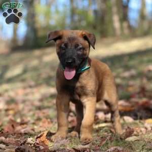 Tex, Belgian Malinois Puppy