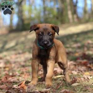 Tex, Belgian Malinois Puppy