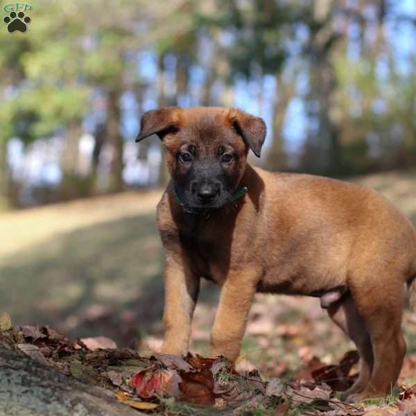 Tex, Belgian Malinois Puppy