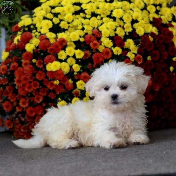 Thea, Teddy Bear Puppy