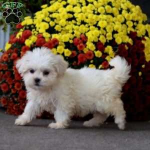 Thea, Teddy Bear Puppy