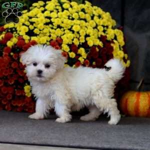 Thea, Teddy Bear Puppy