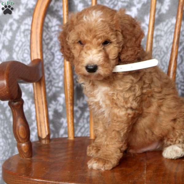 Theo, Mini Goldendoodle Puppy
