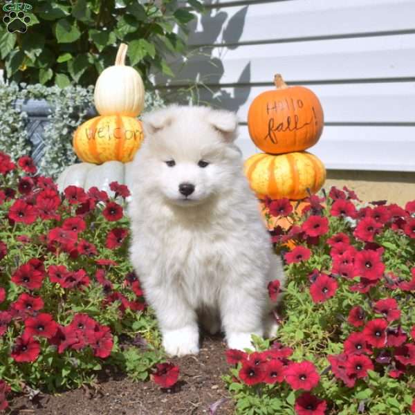 Theo, Samoyed Puppy