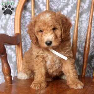 Theo, Mini Goldendoodle Puppy