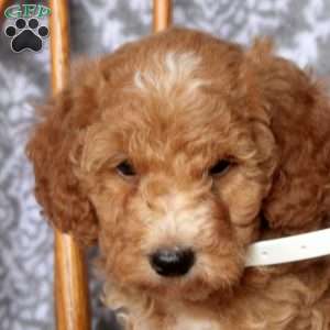 Theo, Mini Goldendoodle Puppy