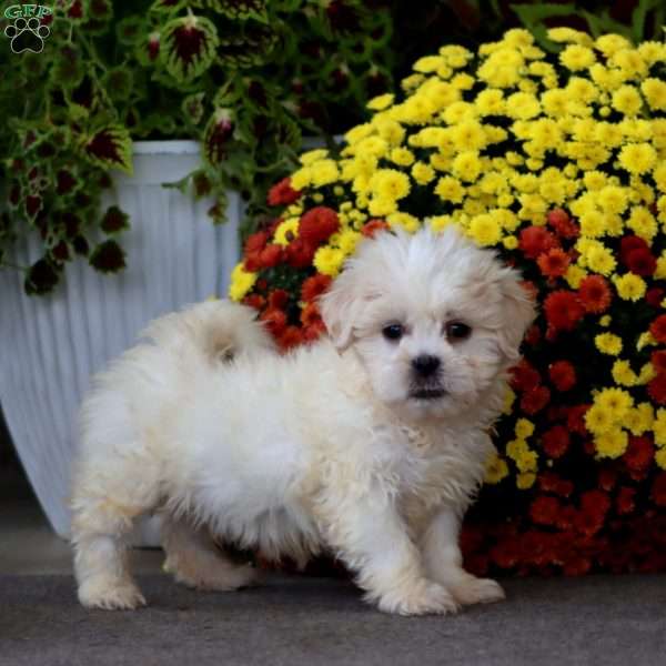 Thomas, Teddy Bear Puppy