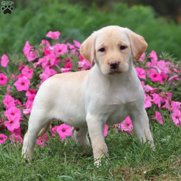 Thomas, Yellow Labrador Retriever Puppy