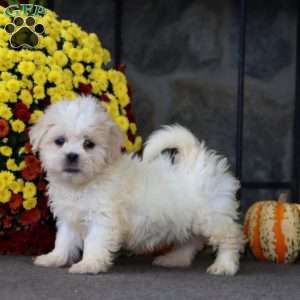 Thomas, Teddy Bear Puppy