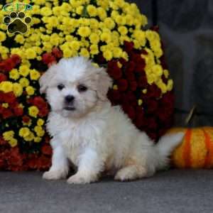 Thomas, Teddy Bear Puppy