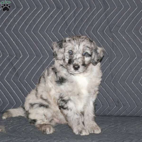 Thompson, Mini Aussiedoodle Puppy