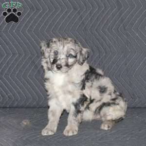 Thompson, Mini Aussiedoodle Puppy