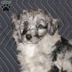 Thompson, Mini Aussiedoodle Puppy