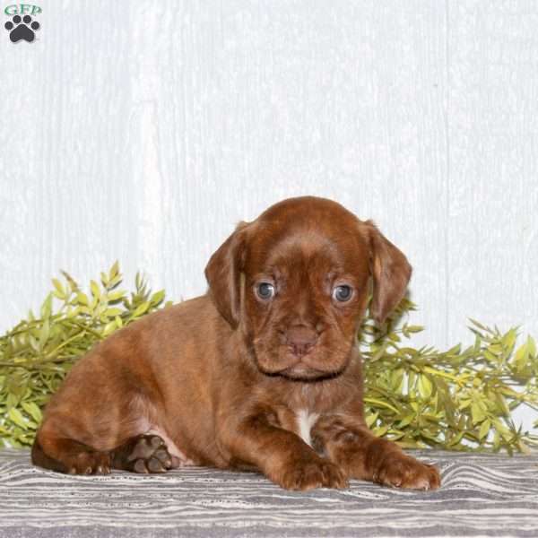 Thor, Boston Terrier Mix Puppy