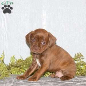 Thor, Boston Terrier Mix Puppy
