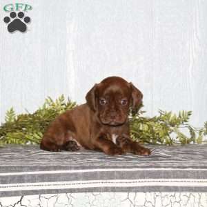 Thor, Boston Terrier Mix Puppy