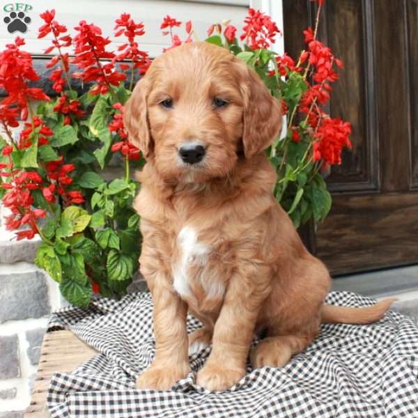 Tickles, Goldendoodle Puppy