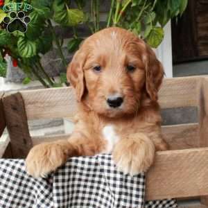 Tickles, Goldendoodle Puppy