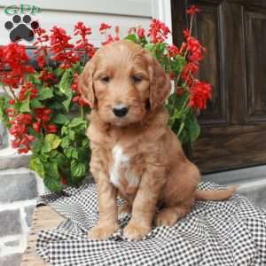 Tickles, Goldendoodle Puppy