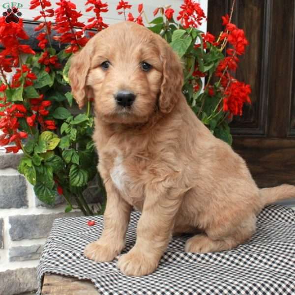 Tiesha, Goldendoodle Puppy
