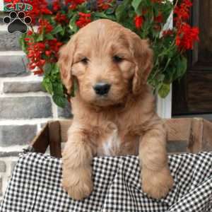 Tiesha, Goldendoodle Puppy