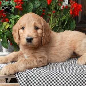 Tiesha, Goldendoodle Puppy