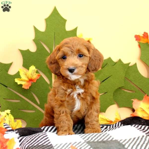 Tillie, Cockapoo Puppy