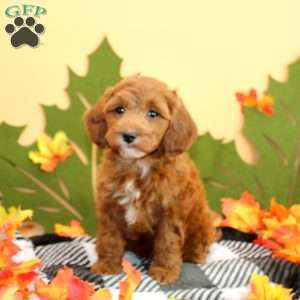 Tillie, Cockapoo Puppy