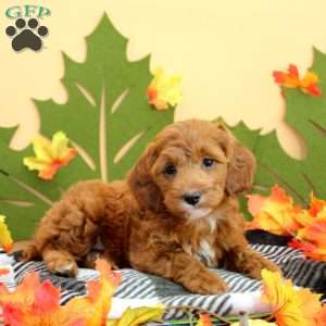 Tillie, Cockapoo Puppy