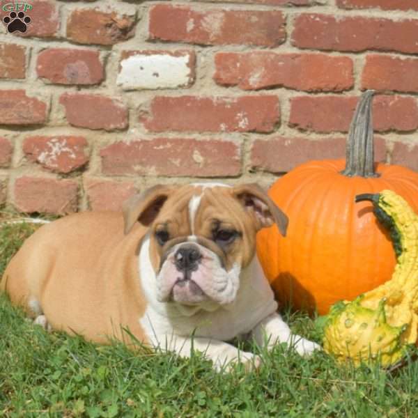 Tilly, English Bulldog Puppy