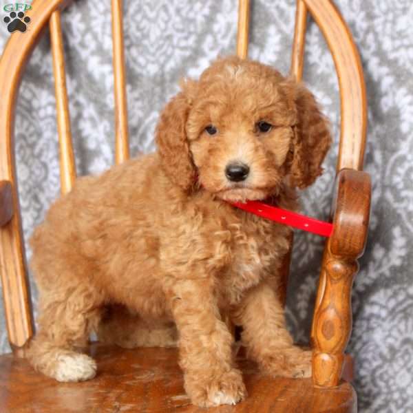 Tilly, Mini Goldendoodle Puppy
