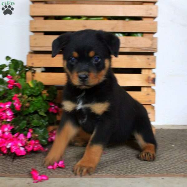 Tilly, Rottweiler Puppy