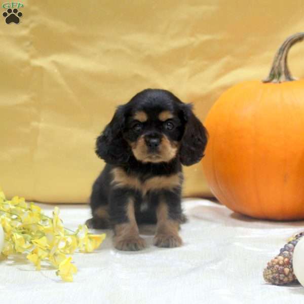 Tilly, Cavalier King Charles Spaniel Puppy