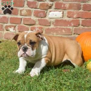 Tilly, English Bulldog Puppy