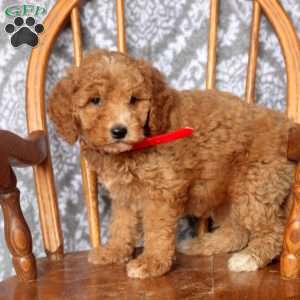 Tilly, Mini Goldendoodle Puppy