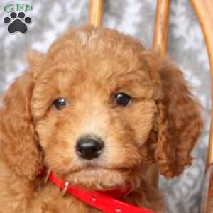 Tilly, Mini Goldendoodle Puppy
