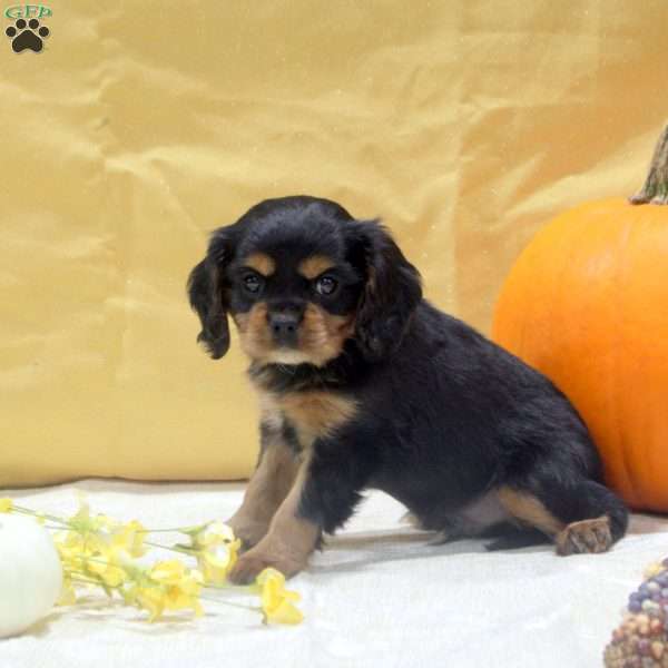 Tim, Cavalier King Charles Spaniel Puppy