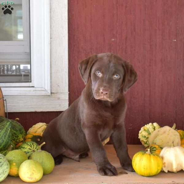 Timber, Chocolate Labrador Retriever Puppy