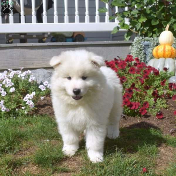 Timber, Samoyed Puppy