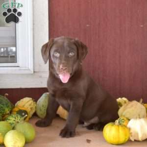Timber, Chocolate Labrador Retriever Puppy