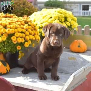 Timber, Chocolate Labrador Retriever Puppy